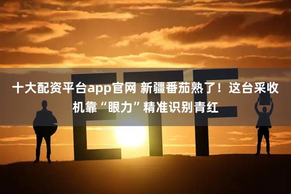 十大配资平台app官网 新疆番茄熟了！这台采收机靠“眼力”精准识别青红